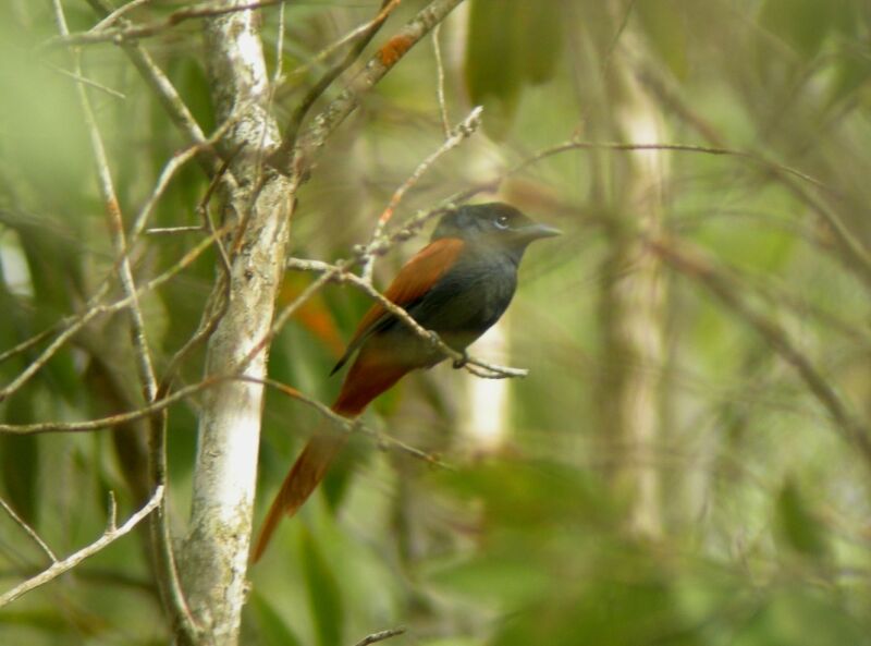 Rufous-vented Paradise Flycatcher male adult