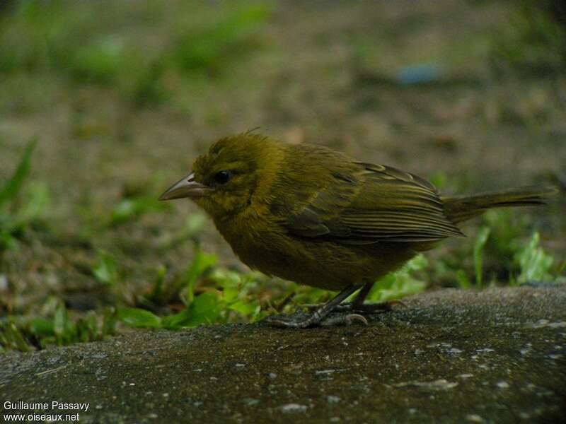 Loango Weaverimmature, identification