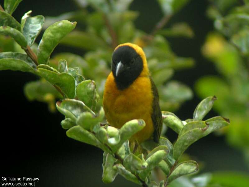 Loango Weaver male adult breeding, close-up portrait