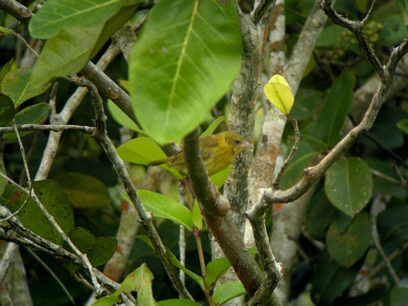 Loango WeaverFirst year