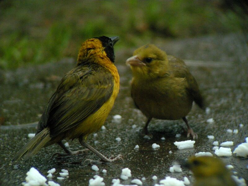 Loango Weaver male adult breeding, feeding habits