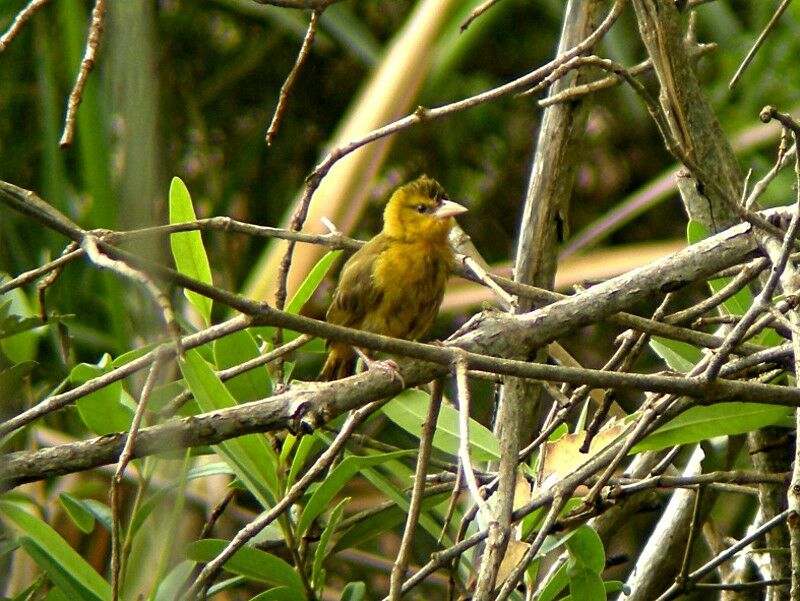 Black-necked Weaverjuvenile