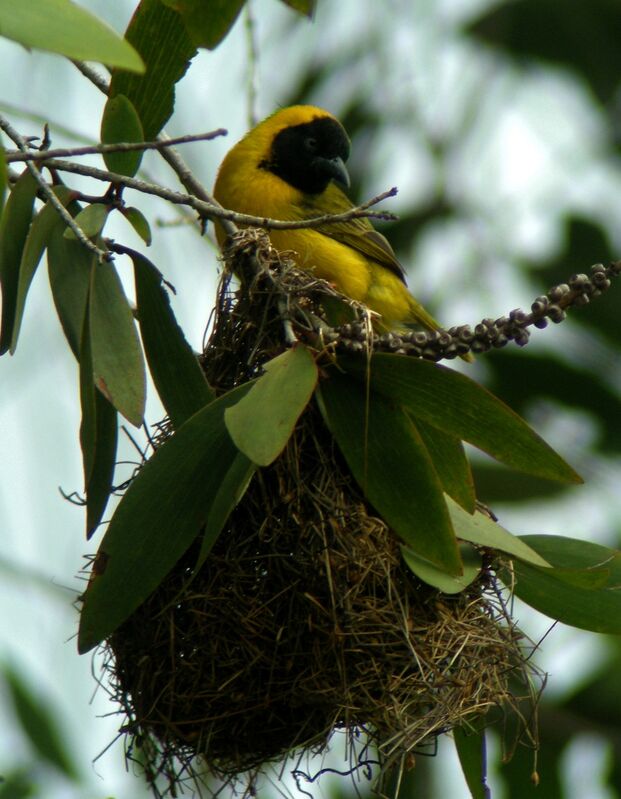 Slender-billed Weaver male adult