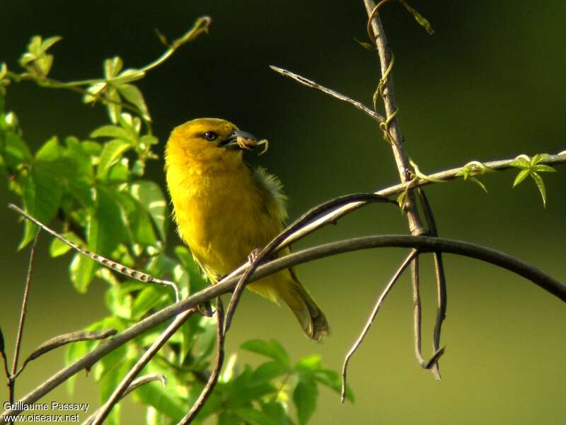 Slender-billed Weaver female adult, feeding habits