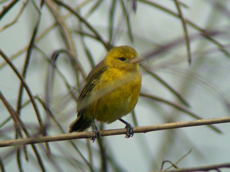 Tisserin de Pelzeln1ère année