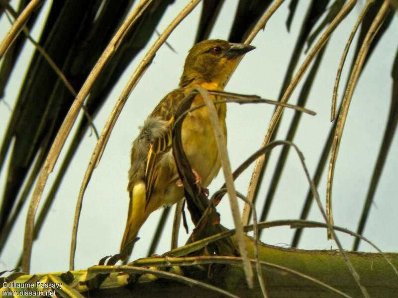 Village Weaver female adult, pigmentation