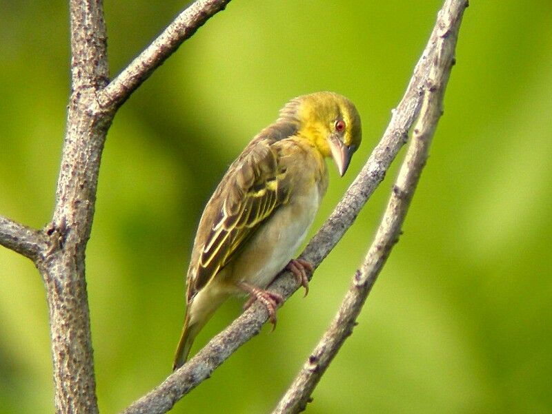 Tisserin gendarme femelle