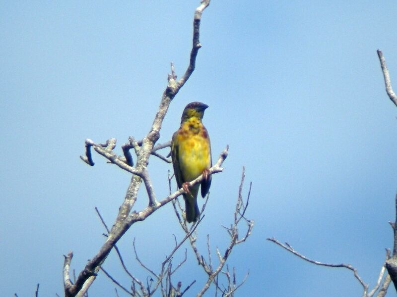 Village Weaver male immature