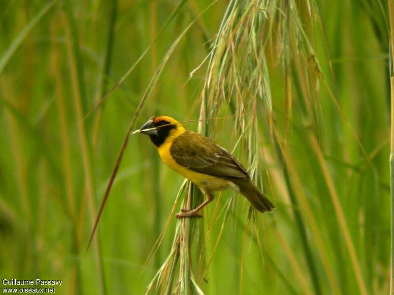 Compact Weaver female adult breeding, identification, feeding habits