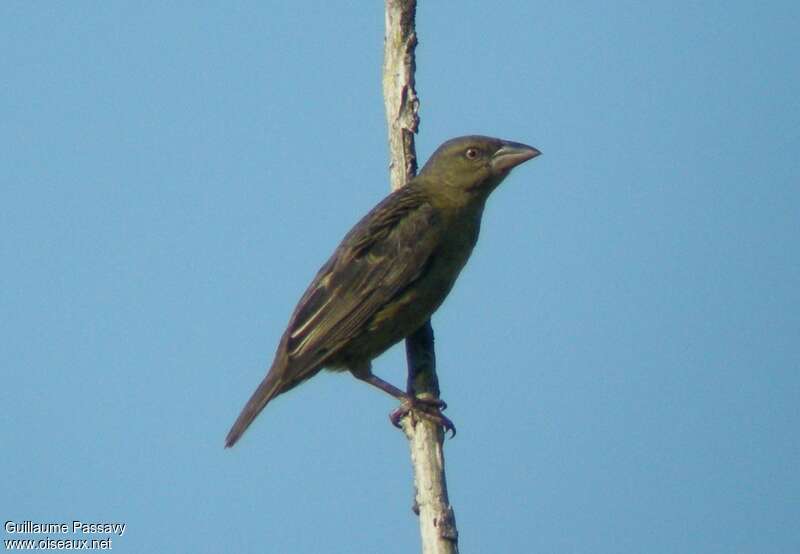 Vieillot's Black Weaver female adult, identification