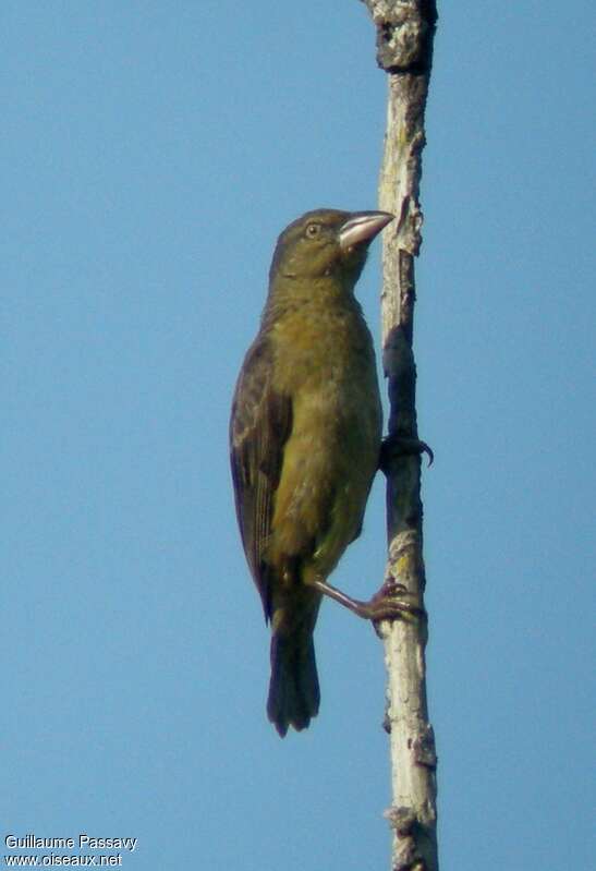 Vieillot's Black Weaverjuvenile, identification