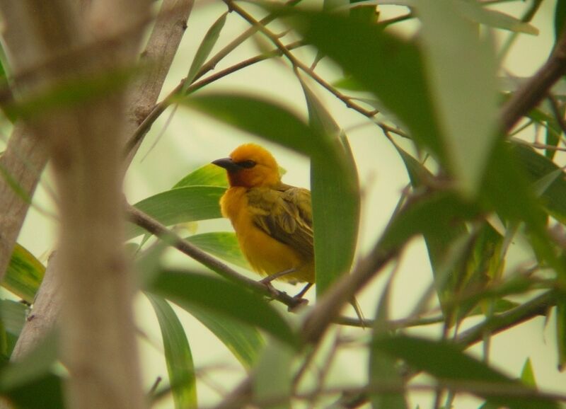 Orange Weaver male adult breeding