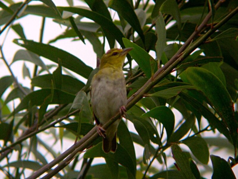 Orange Weaver female adult breeding