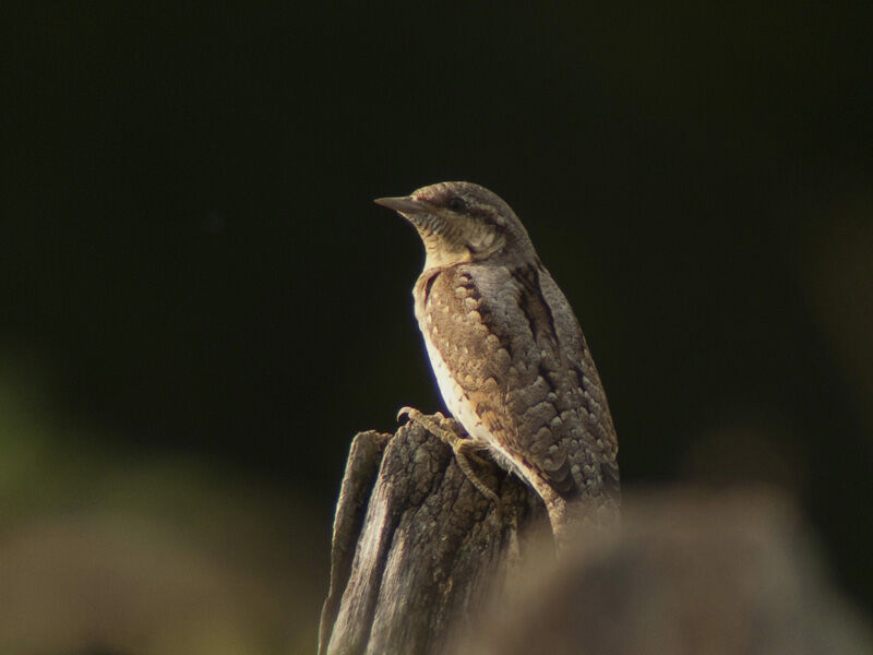 Torcol fourmilieradulte