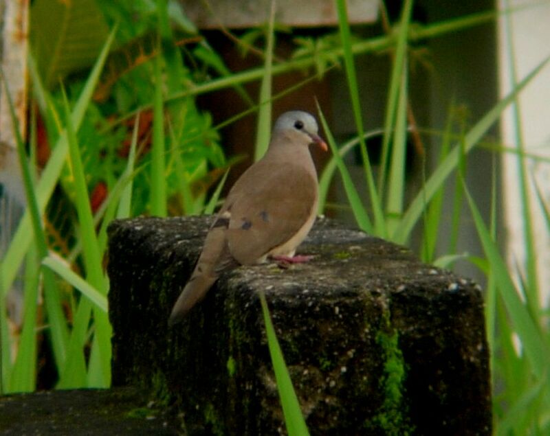 Blue-spotted Wood Doveadult breeding