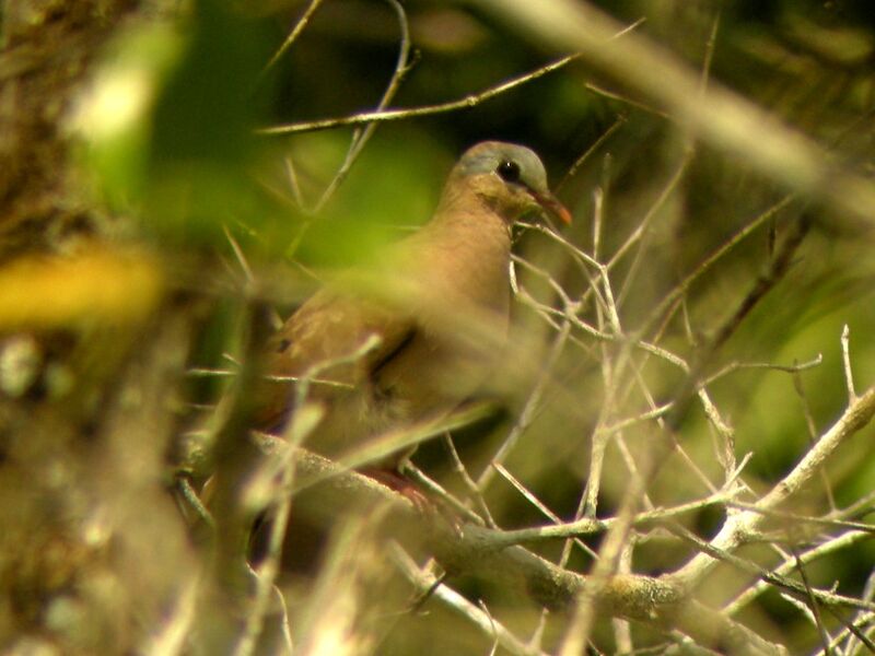 Blue-spotted Wood Doveadult