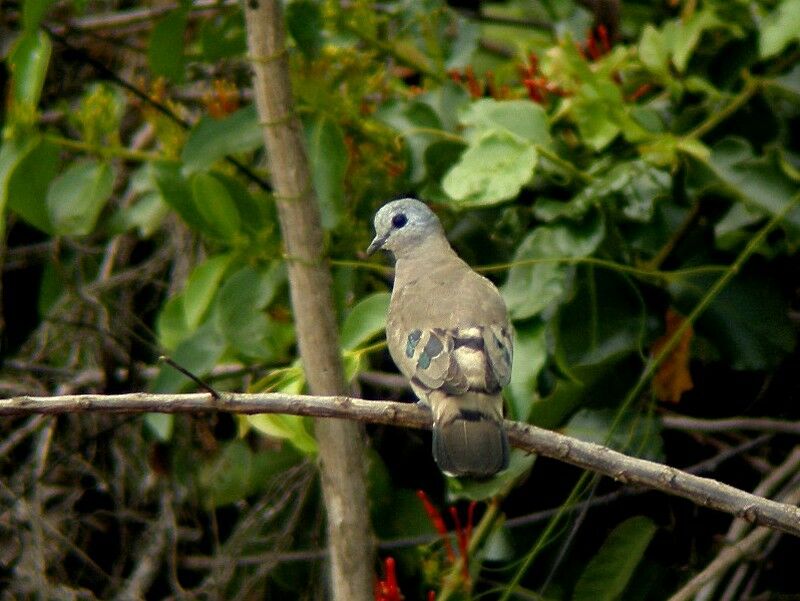 Emerald-spotted Wood Doveadult