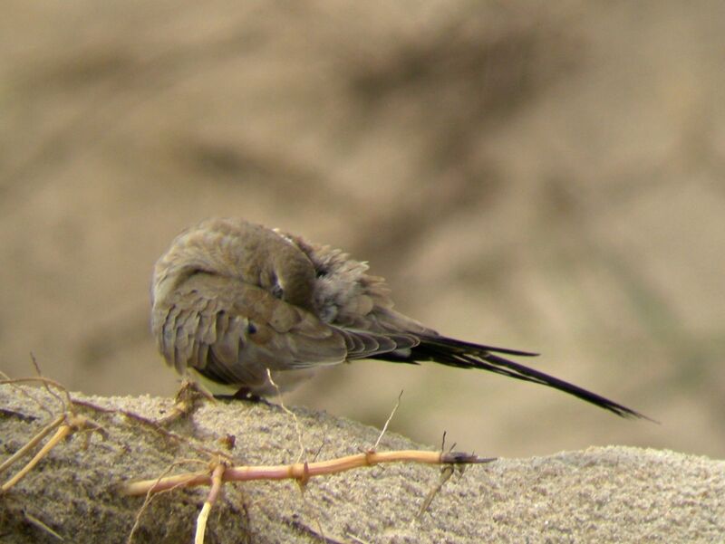 Namaqua Dove female adult