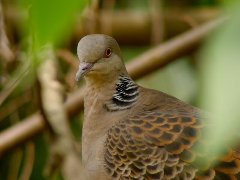 Oriental Turtle Dove male adult