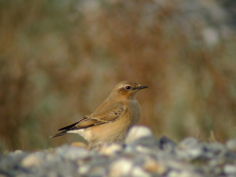 Northern Wheatearadult post breeding