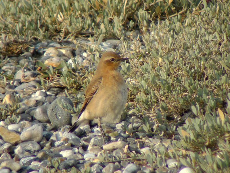 Northern Wheatearadult post breeding, identification