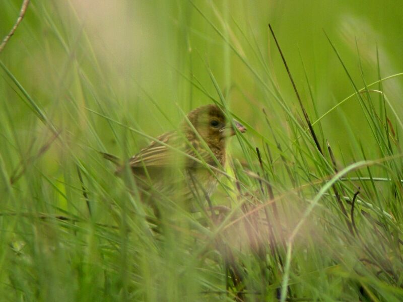 Red-headed QueleaFirst year