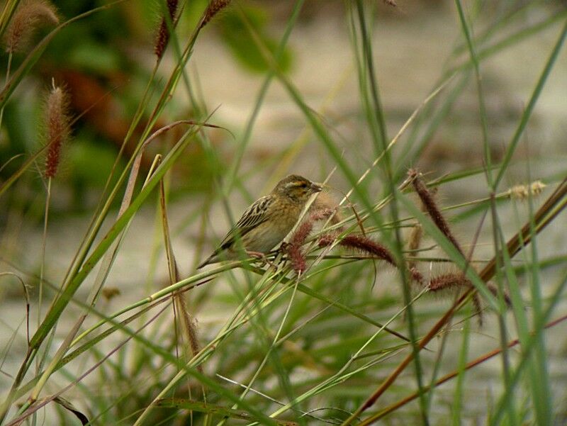 Red-headed Quelea