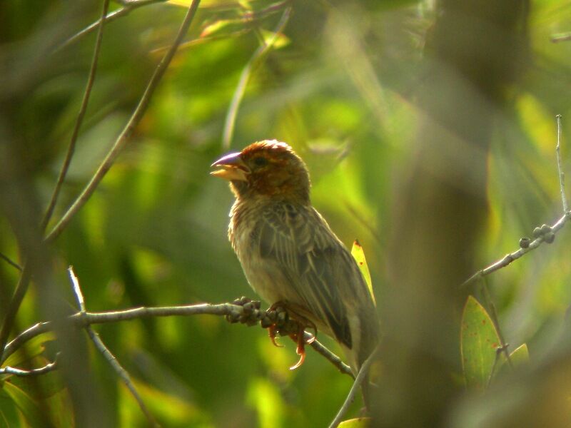 Red-headed Quelea male adult post breeding