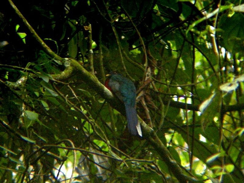 Trogon à queue barréeadulte