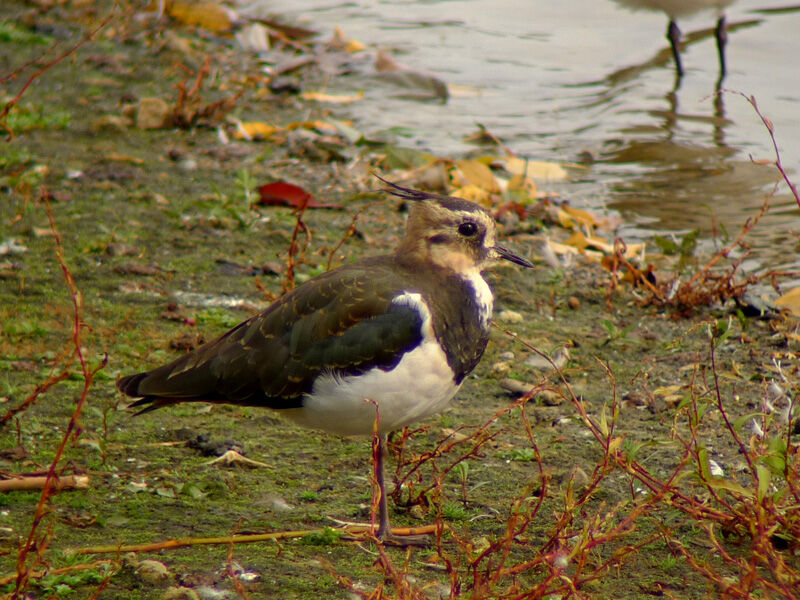 Northern Lapwingadult post breeding