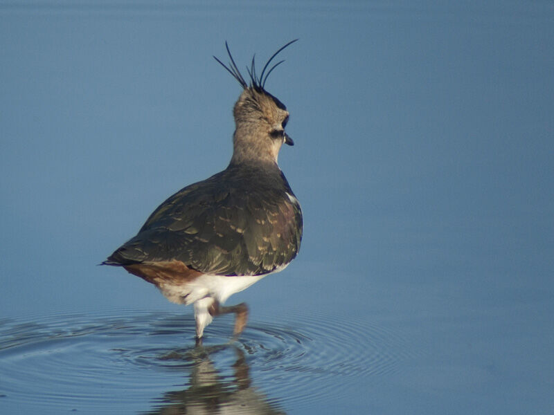 Northern Lapwingadult post breeding