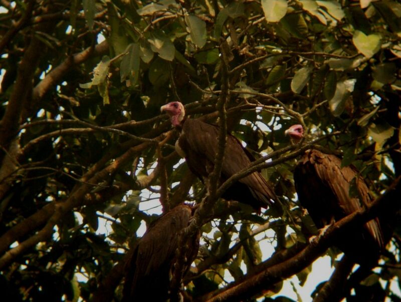 Vautour charognard