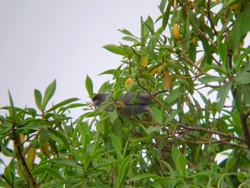 Mount Cameroon Speiropsadult