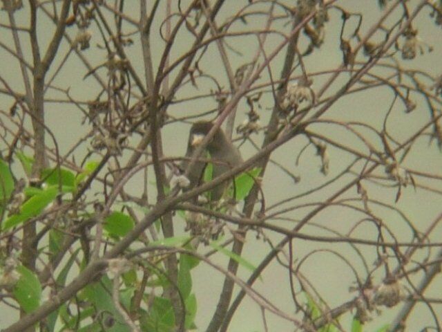 Mount Cameroon Speiropsadult