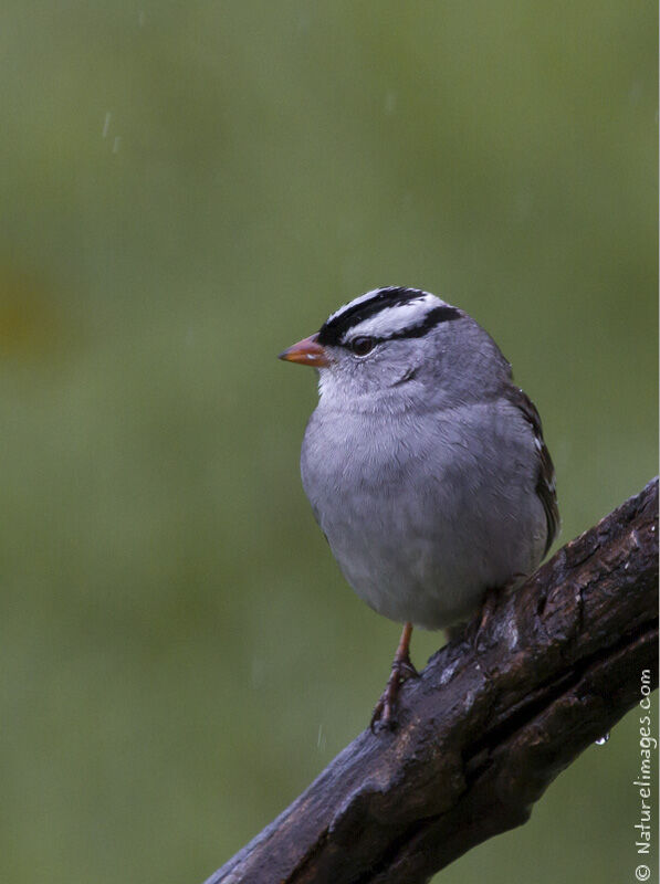 Bruant à couronne blancheadulte