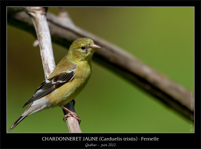 Chardonneret jaune femelle