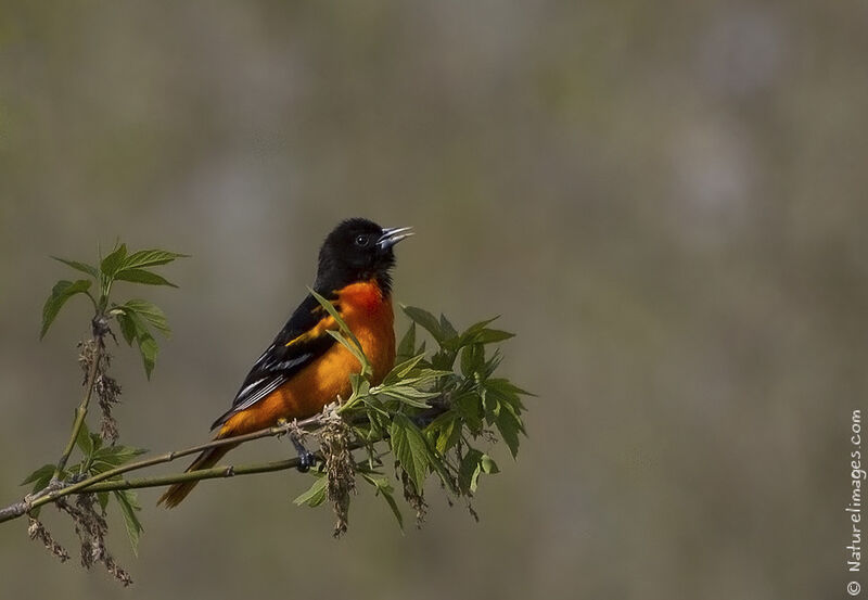 Oriole du Nord mâle adulte