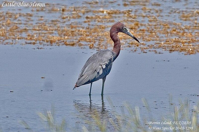 Little Blue Heron