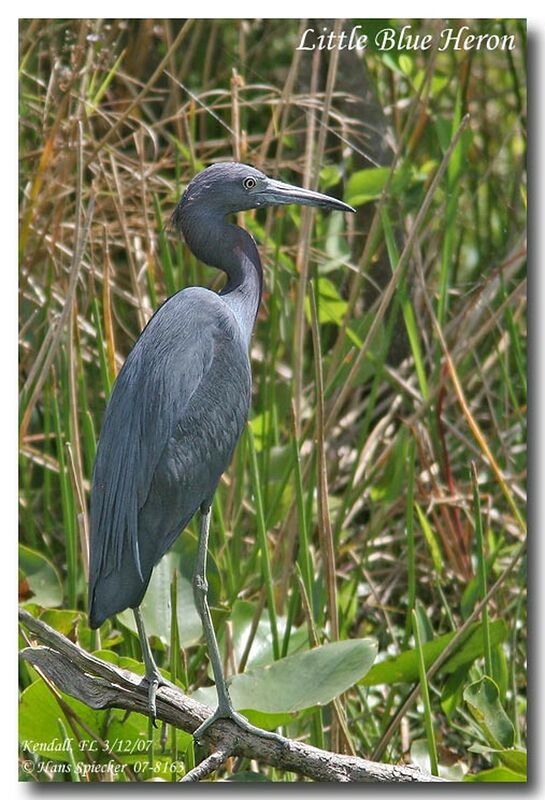 Little Blue Heronadult