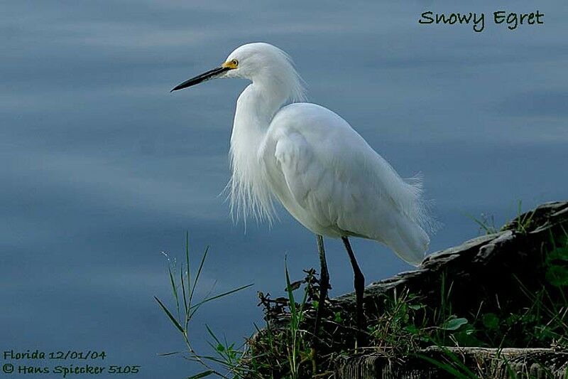 Snowy Egret