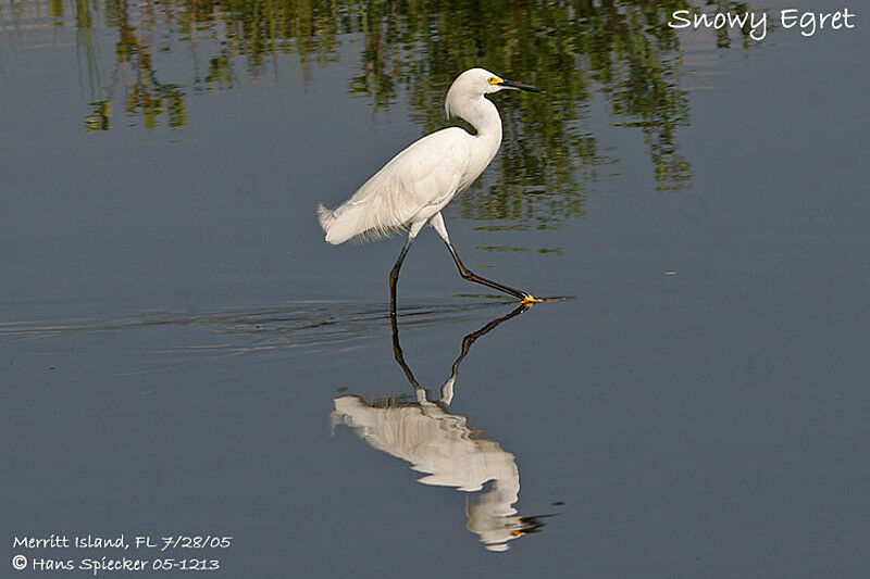 Aigrette neigeuse