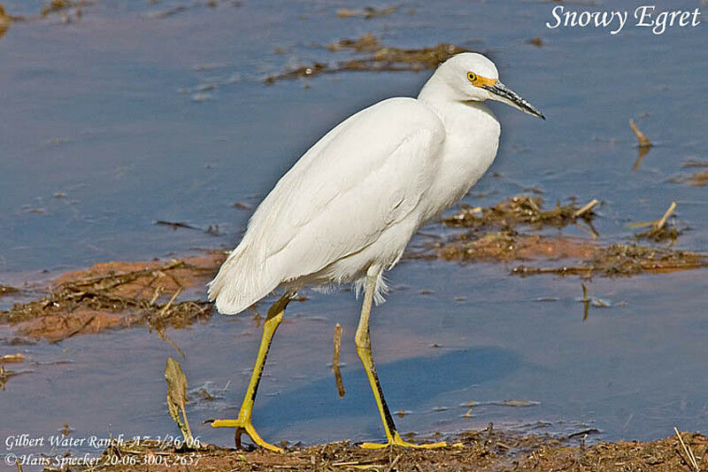 Snowy EgretFirst year