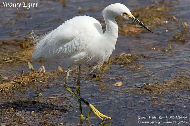 Snowy EgretFirst year