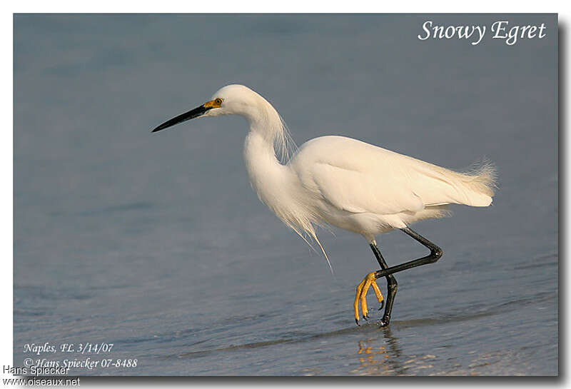 Snowy Egretadult breeding, identification