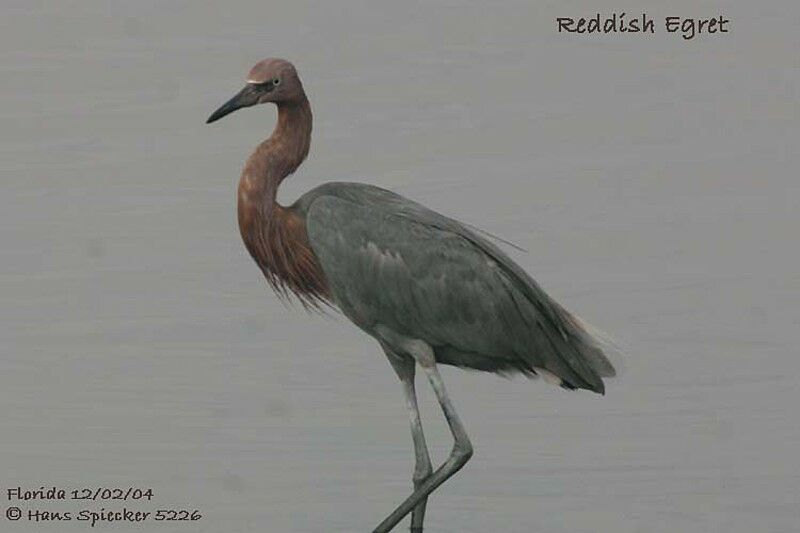 Reddish Egret