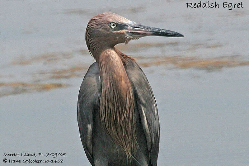 Aigrette roussâtre