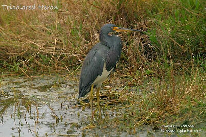 Aigrette tricolore