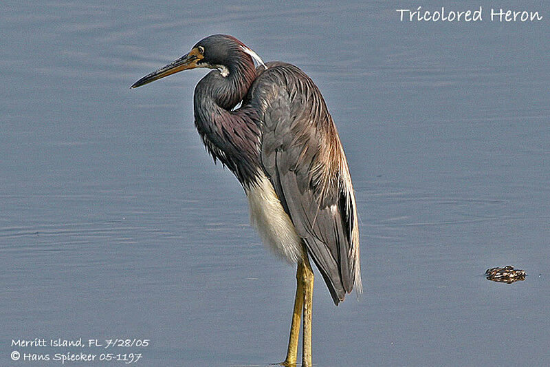 Aigrette tricolore