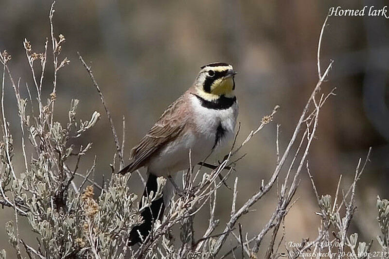 Horned Larkadult