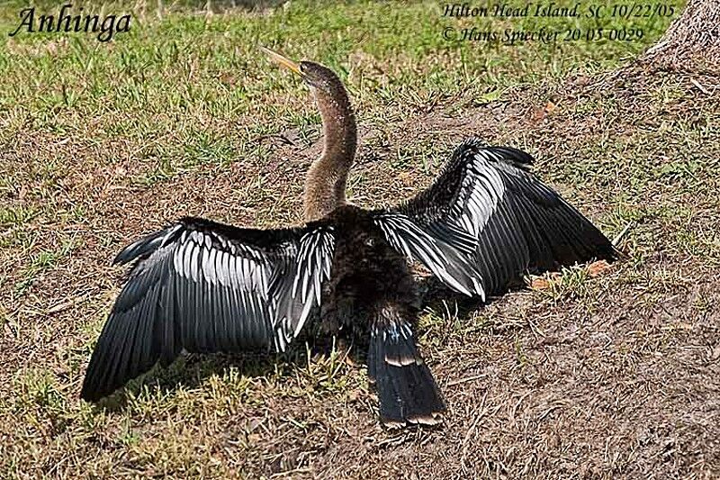 Anhinga d'Amérique